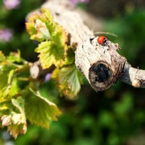 a prima viti muscatedda a prima viti muscatedda