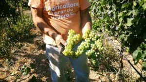 a primi viti muscatedda feudo ramaddini vendemmia 2017 a primi viti muscatedda feudo ramaddini vendemmia 2017