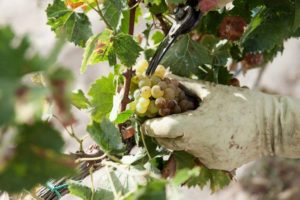 a primi viti muscatedda moscato di noto feudo ramaddini a primi viti muscatedda moscato di noto feudo ramaddini