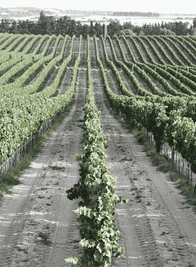 i vigneti Ramaddini