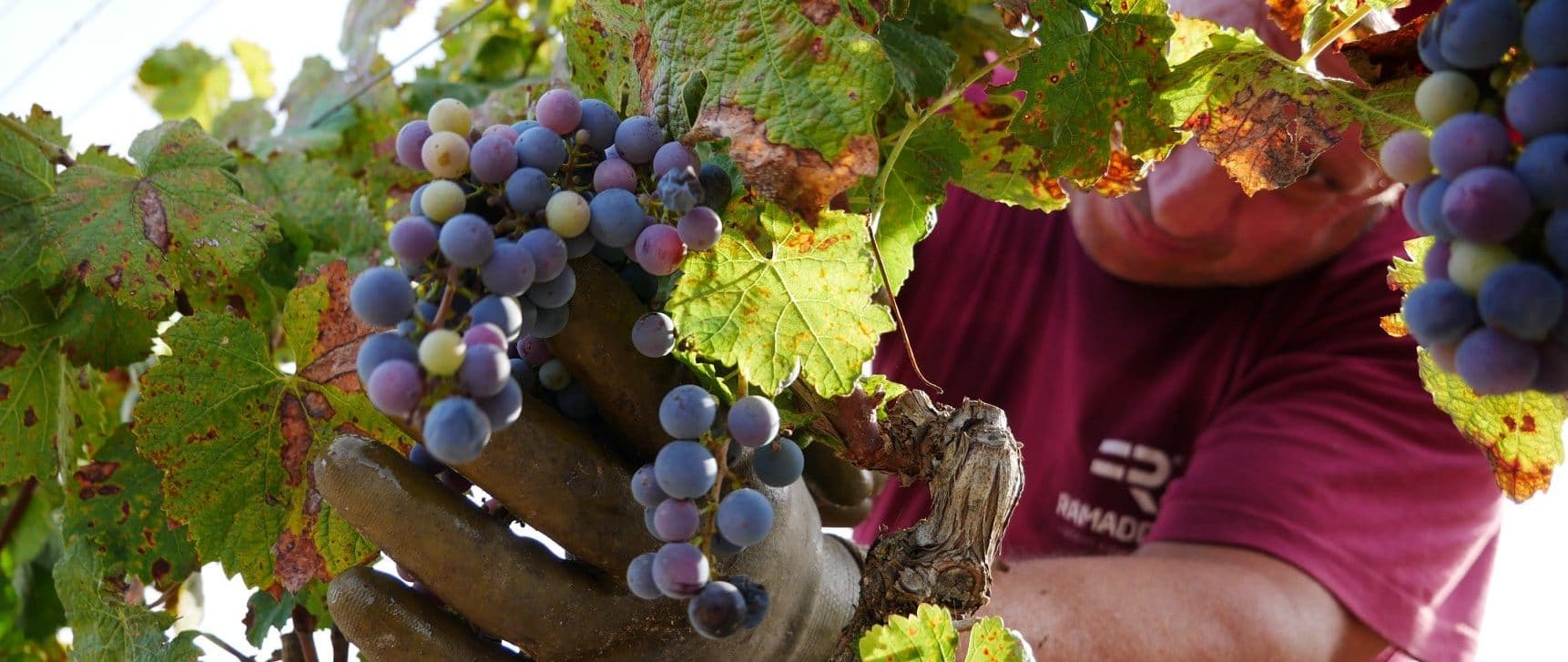 Vendemmia 2019, raccontiamo com’è andata.