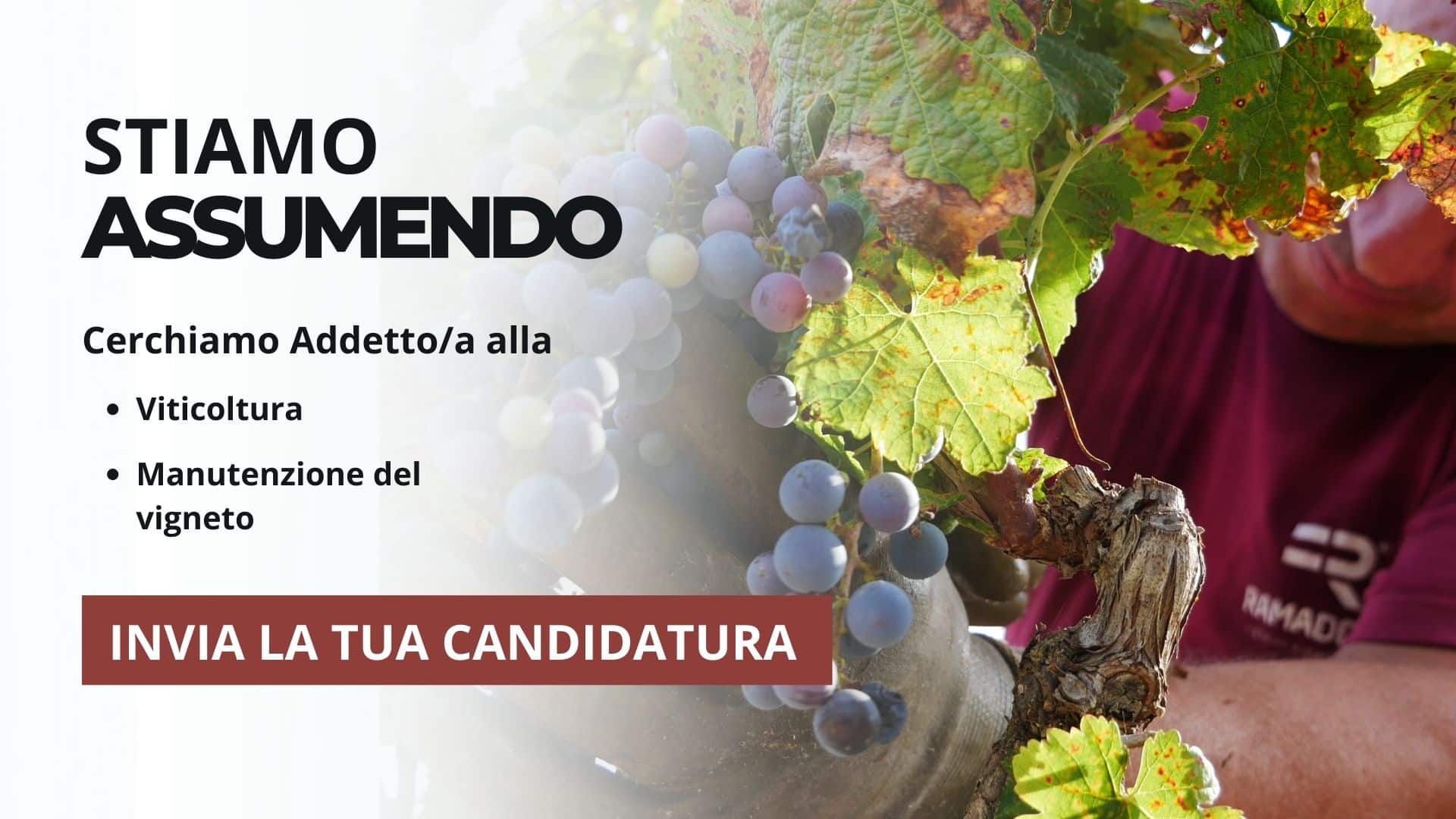 vigneto assunzione